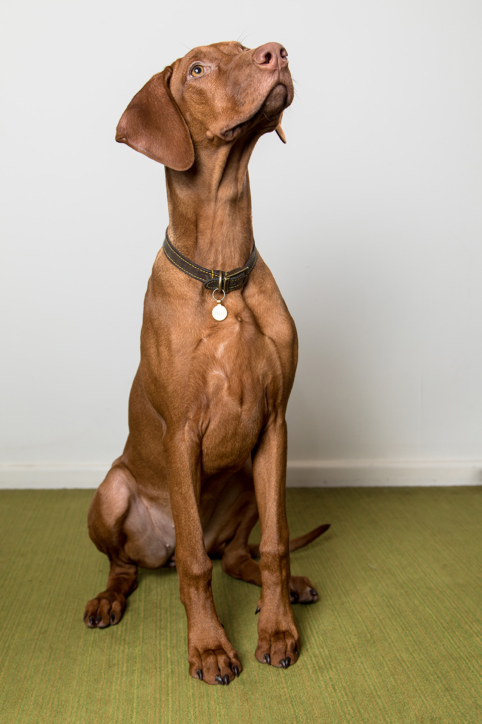 The office dogs at Batt Broadbent in Chippenham & Salisbury