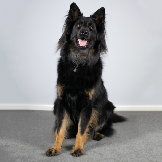 Bilbo the German Shepherd - Office Dogs for Batt Broadbent Solicitors