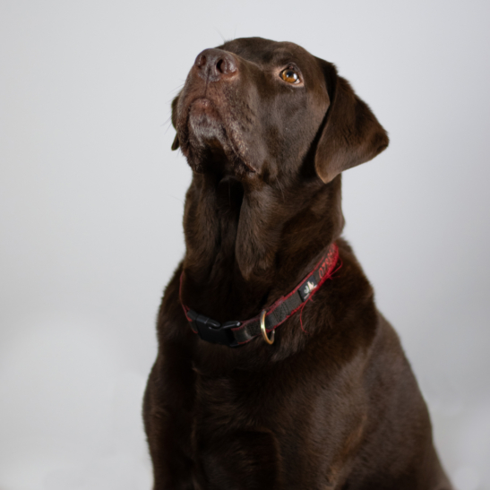 Bilbo the brown labrador - Office Dogs for Batt Broadbent Solicitors
