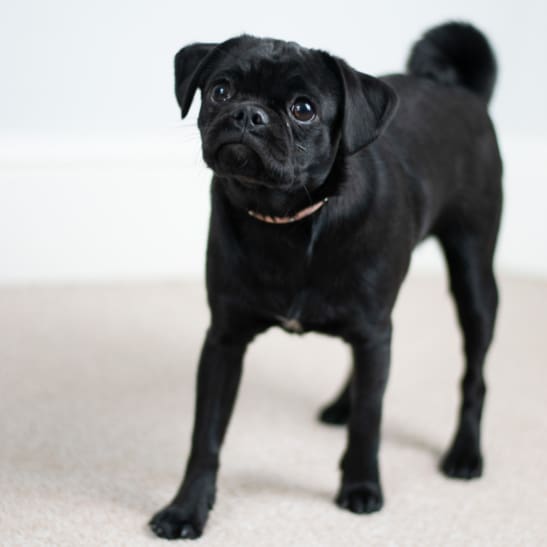 Small Black Pug
