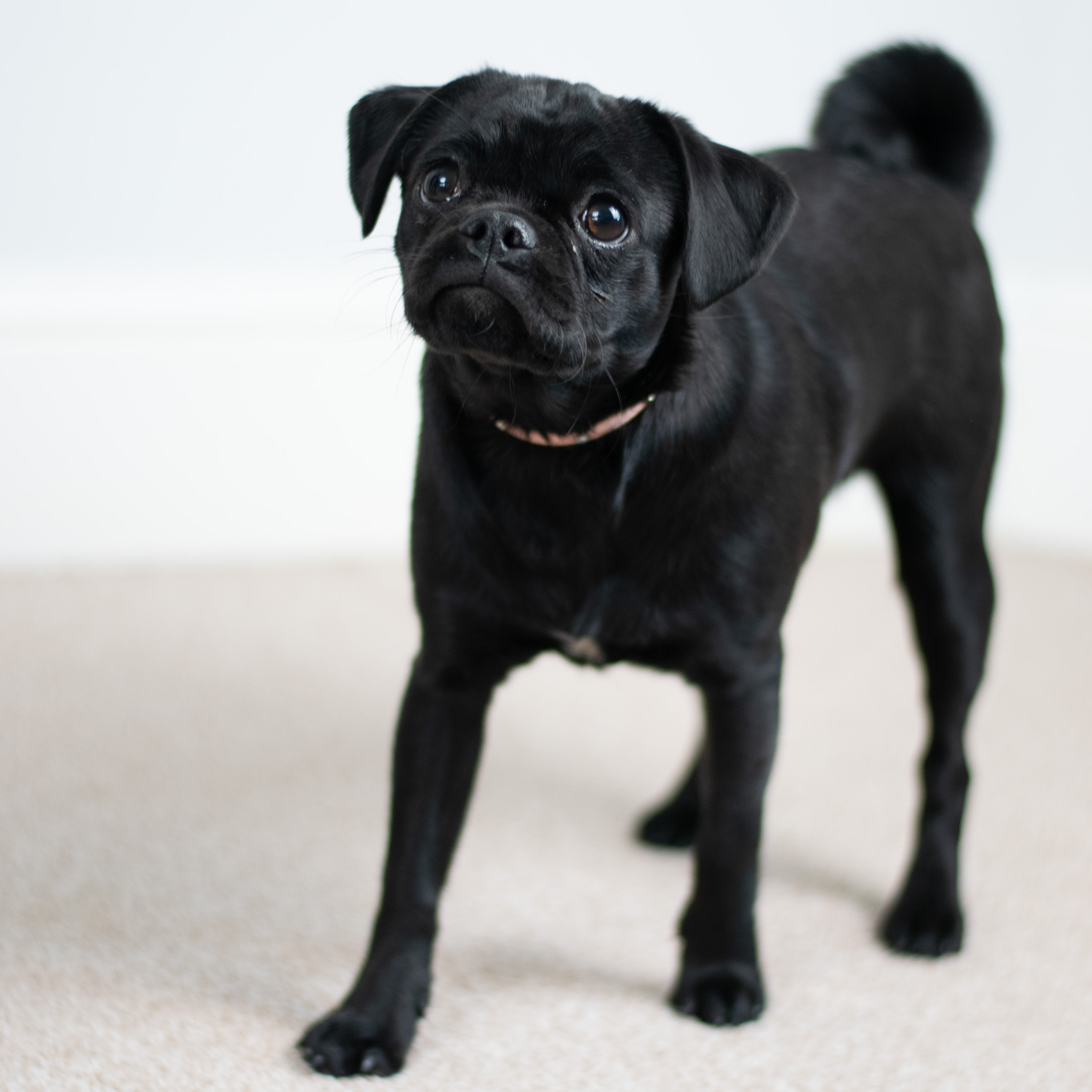 Small Black Pug