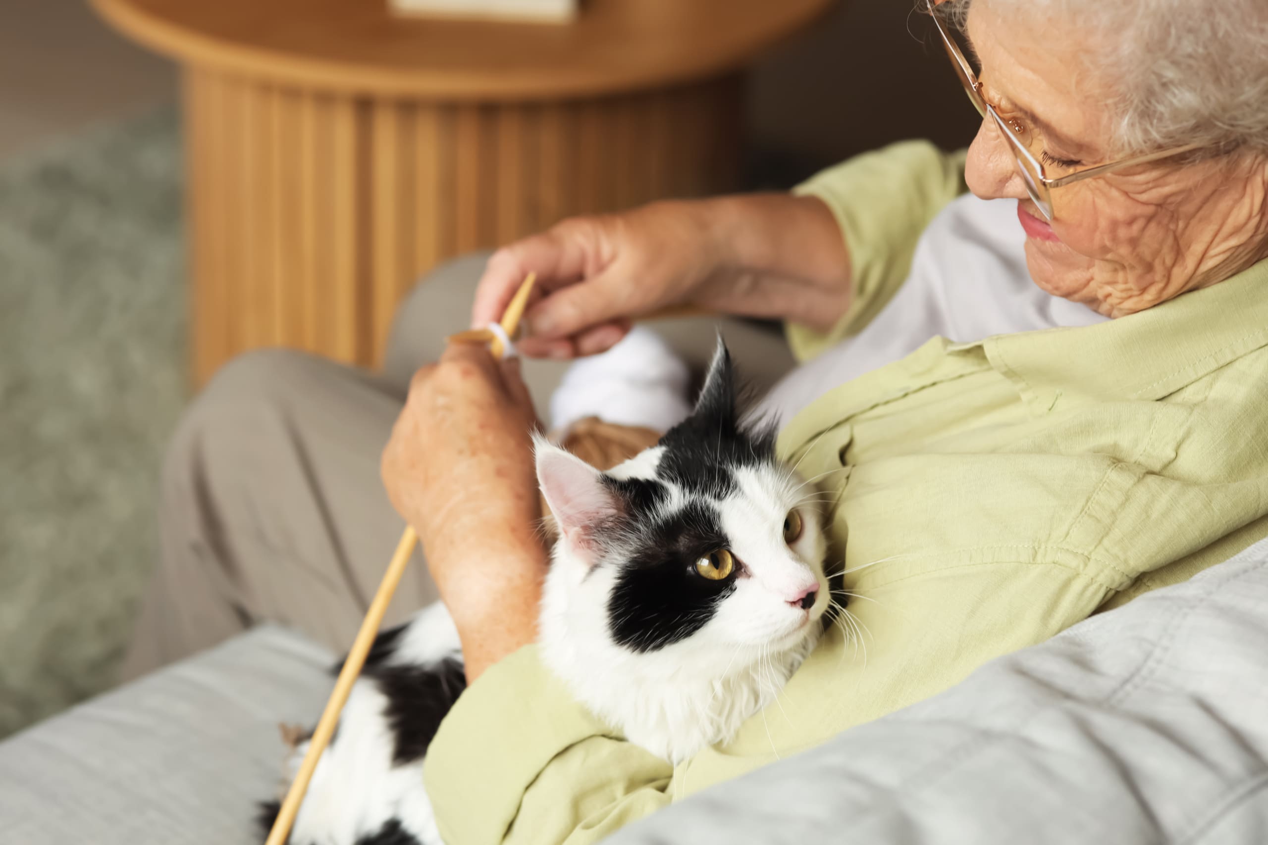Why every pet owner needs a Will: ensuring your furry friends are cared for
